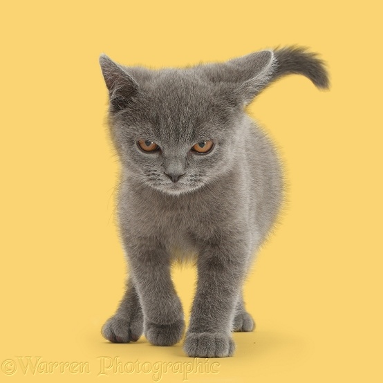 Blue British Shorthair kitten walking with menace, white background