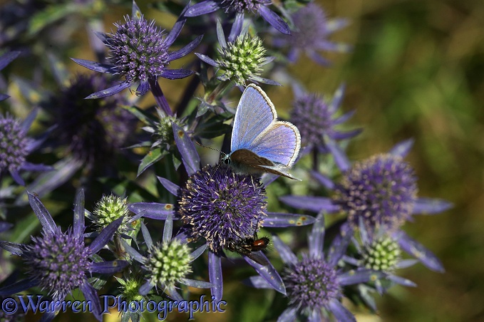 Common Blue Butterfly (Polyommatus icarus) male on Eryngium