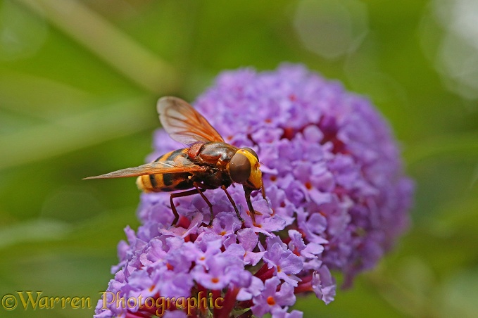 Hornet Hover Fly (Volucella zonaria) on Buddleia