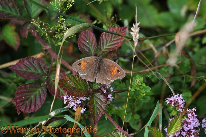 Meadow Brown Butterfly (Maniola jurtina) female sunning