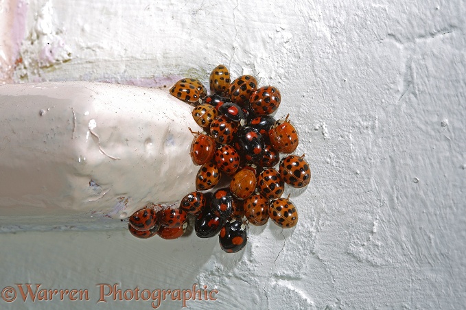 Harlequin Ladybirds (Harmonia axyridis) hibernating on the corner of a window sill