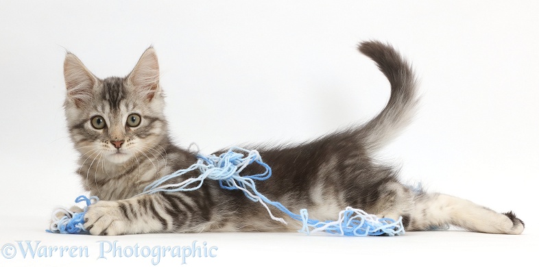 Silver tabby kitten, Loki, 11 weeks old, lying stretched out with wool, white background