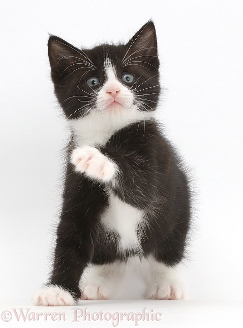 Black-and-white kitten, Solo, with raised paw and worried expression, white background