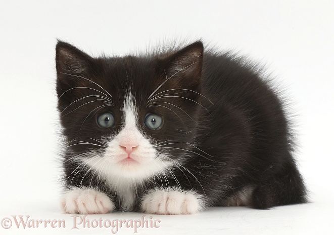 Black-and-white kitten, Solo, crouched and worried expression, white background
