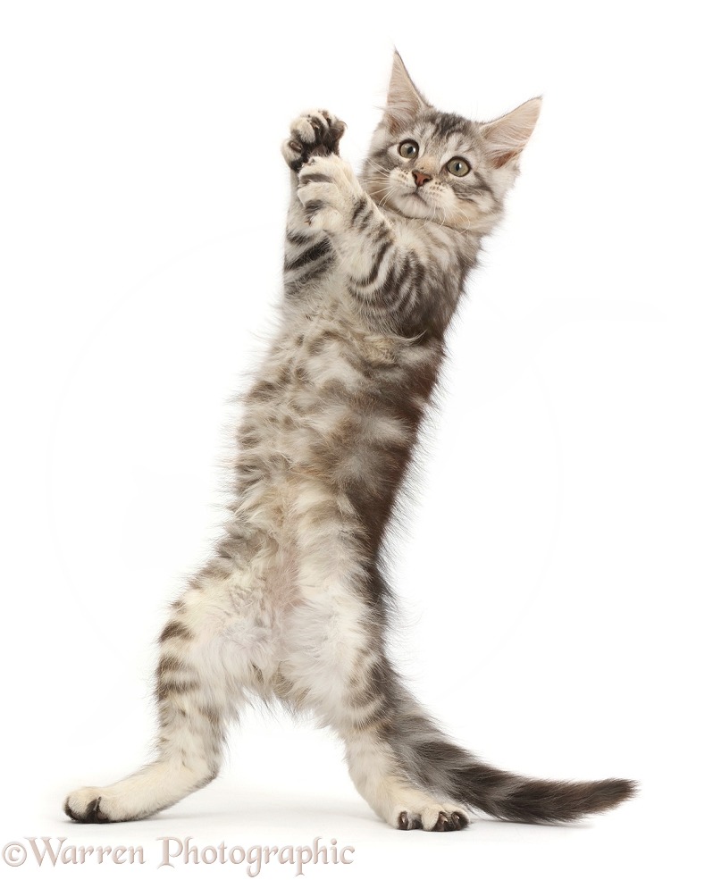 Silver tabby kitten, Loki, 11 weeks old, standing up on his hind legs, white background