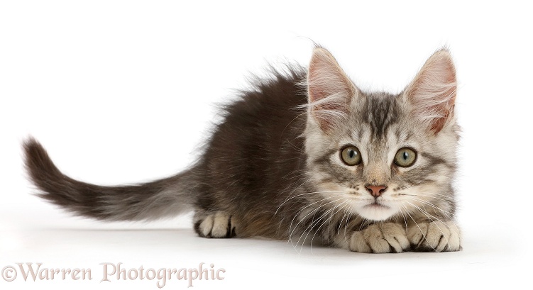 Silver tabby kitten, Loki, 11 weeks old, crouching, ready to pounce, white background