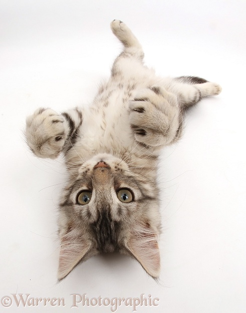 Silver tabby kitten, Loki, 11 weeks old, lying on his back, white background