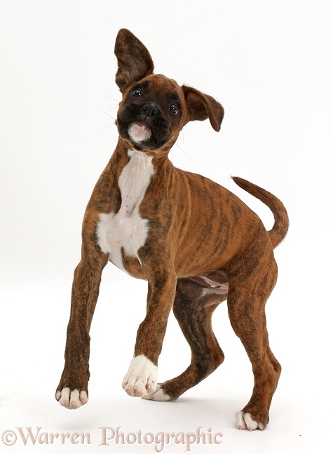 Playful brindle Boxer puppy, white background