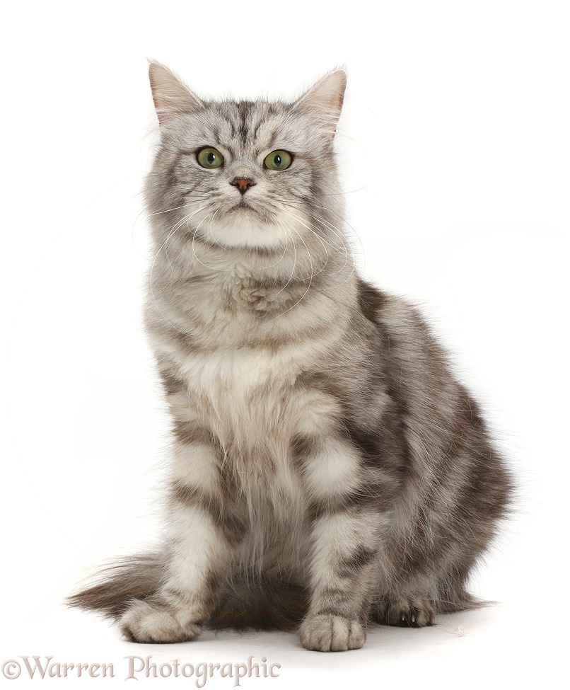Silver tabby female cat, Shimmer, sitting, white background