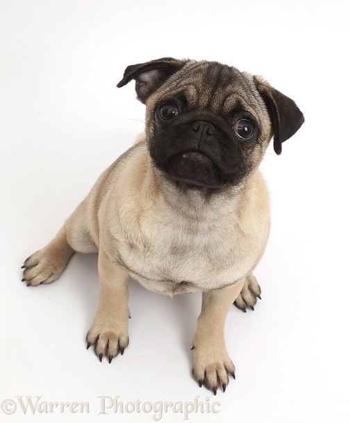 Pug puppy sitting and looking up, white background