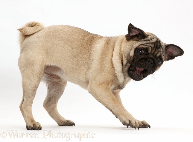 Pug puppy making a funny face, white background