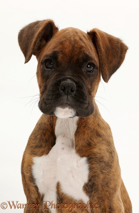 Brindle Boxer puppy, white background