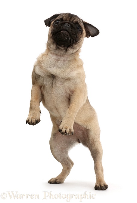 Pug puppy standing on hind legs, white background