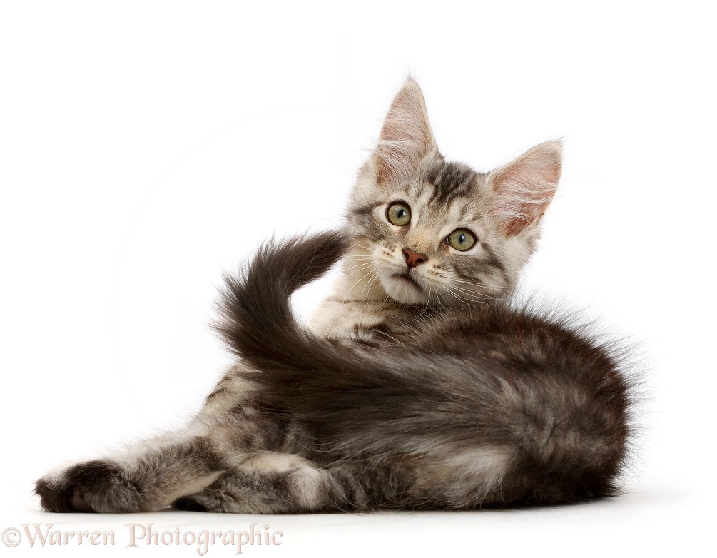 Silver tabby kitten, Loki, 11 weeks old, lying on his side and looking over his shoulder, white background