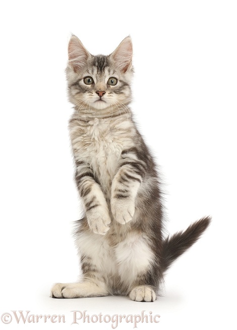 Silver tabby kitten, Loki, 11 weeks old, standing on hind legs like a meerkat with front paws hanging, white background