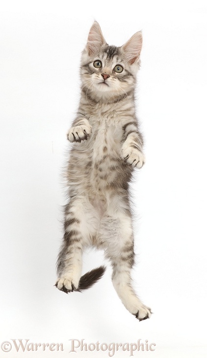 Silver tabby kitten, Loki, 11 weeks old, jumping up, white background