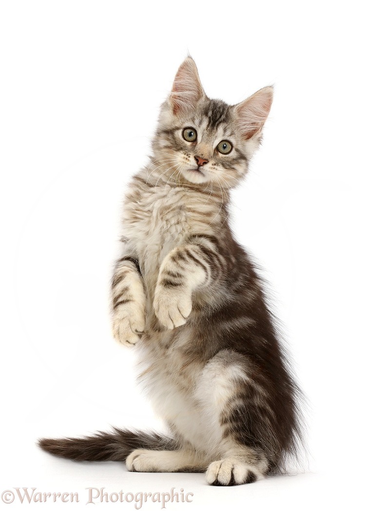 Silver tabby kitten, Loki, 11 weeks old, standing on haunches, white background