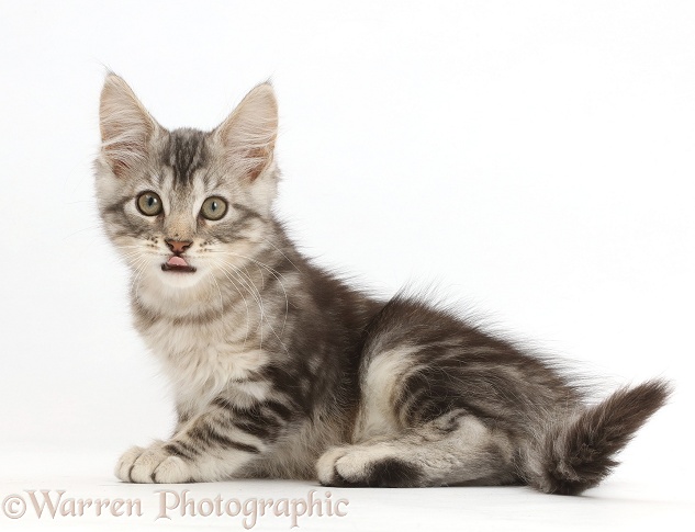 Silver tabby kitten, Loki, 11 weeks old, showing tongue, white background