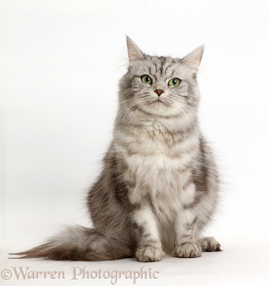 Silver tabby female cat, Shimmer, sitting, white background