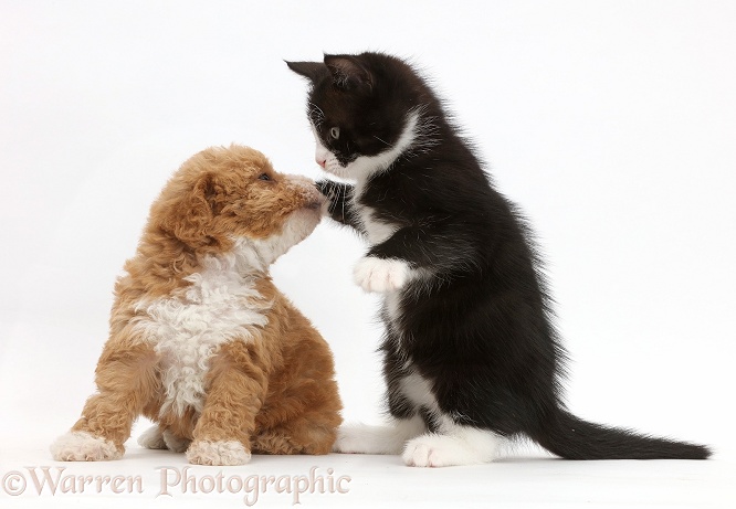 Black-and-white kitten, Solo, 6 weeks old, dabbing at F1b toy goldendoodle puppy, white background
