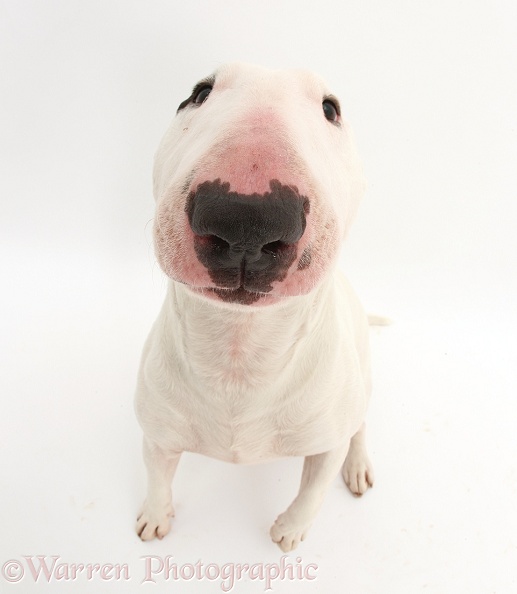 Miniature Bull Terrier dog, Noah, sitting looking up, white background