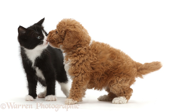 Black-and-white kitten, Solo, 6 weeks old, nose-to-nose with F1b toy Goldendoodle puppy, white background