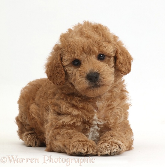 F1b toy goldendoodle puppy, white background