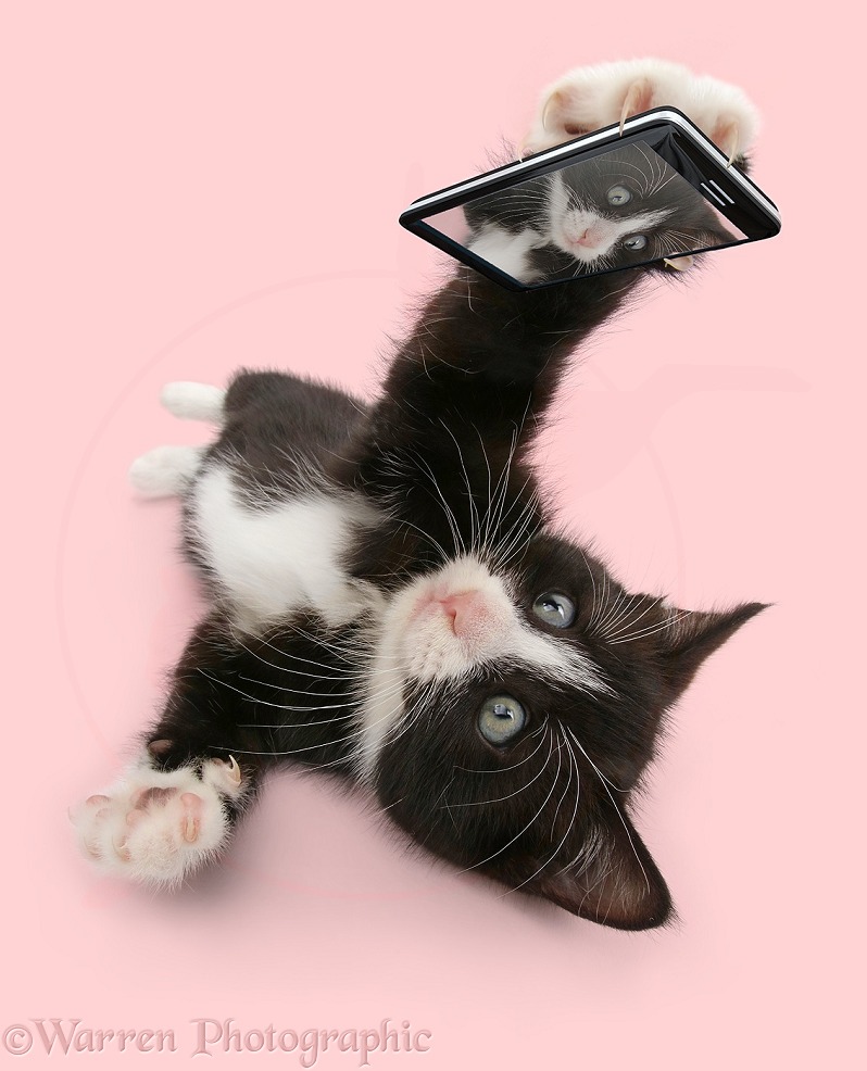 Black-and-white kitten, Solo, 6 weeks old, taking a cat selfie, white background