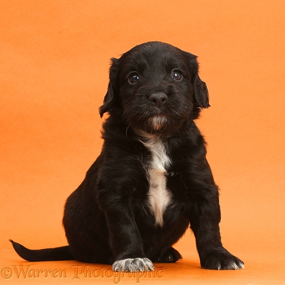 Black Cocker Spaniel puppy on orange background