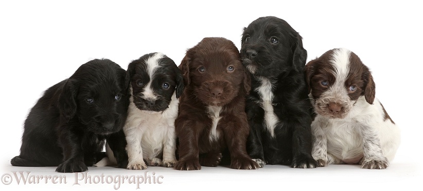 Five Cocker Spaniel puppies sitting in a row, white background