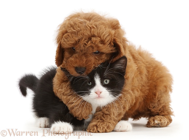 F1b toy Cavapoo puppy wrestling black-and-white kitten, Solo, 7 weeks old, white background