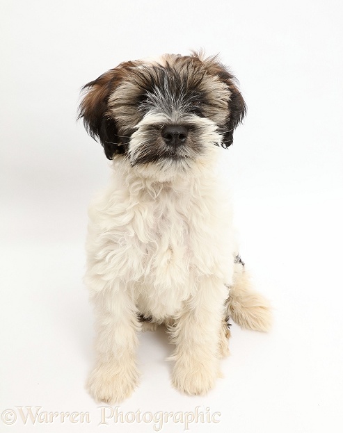 Tibetan Terrier puppy sitting and looking up, white background