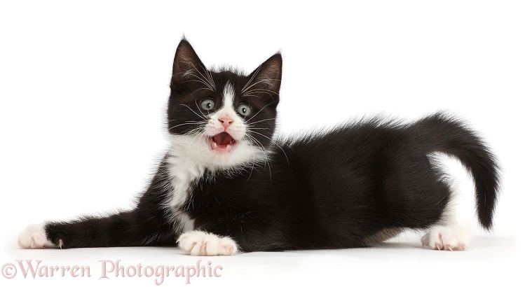 Black-and-white kitten, Solo, 7 weeks old, lying spread-eagled and playful, white background