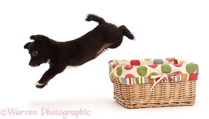 Chihuahua x Jack Russell puppy leaping out of a basket, white background