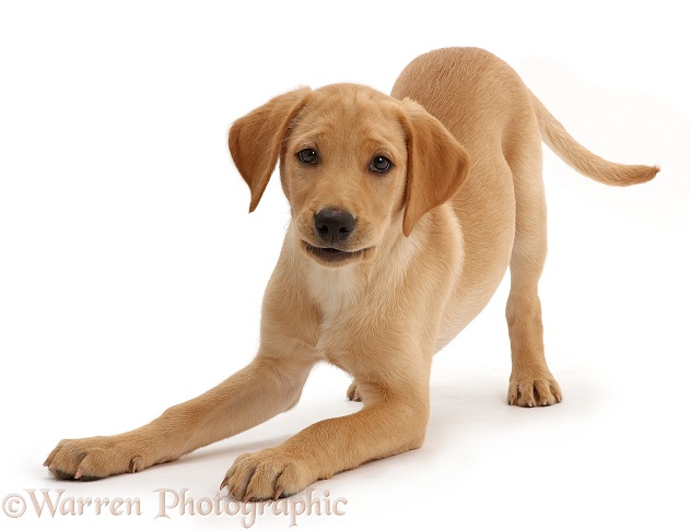 Yellow Labrador puppy, 11 weeks old, in play-bow, white background