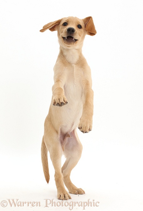 Yellow Labrador puppy, 11 weeks old, standing up on hind legs, white background