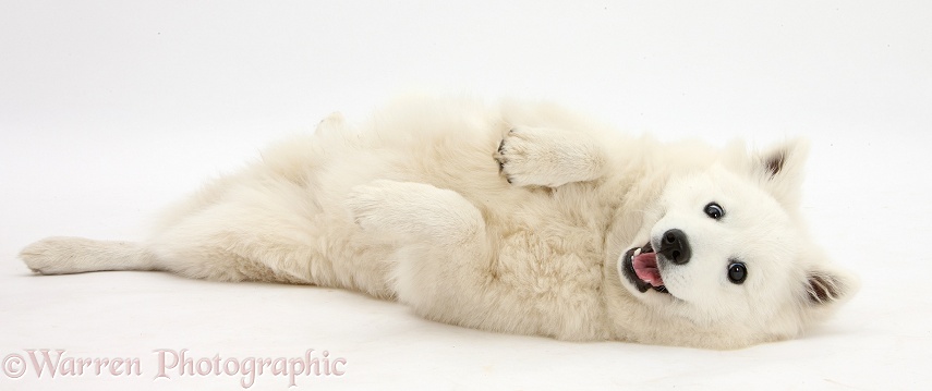 White Japanese Spitz dog, Sushi, 6 months old, lying on his back, white background