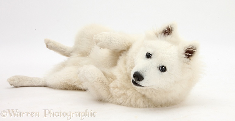 White Japanese Spitz dog, Sushi, 6 months old, lying with his feet in the air, white background