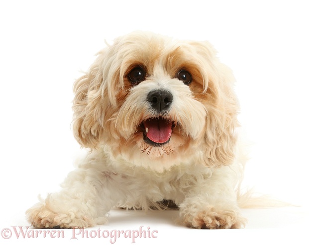 Cavachon bitch, Frazzle, 4 years old, white background