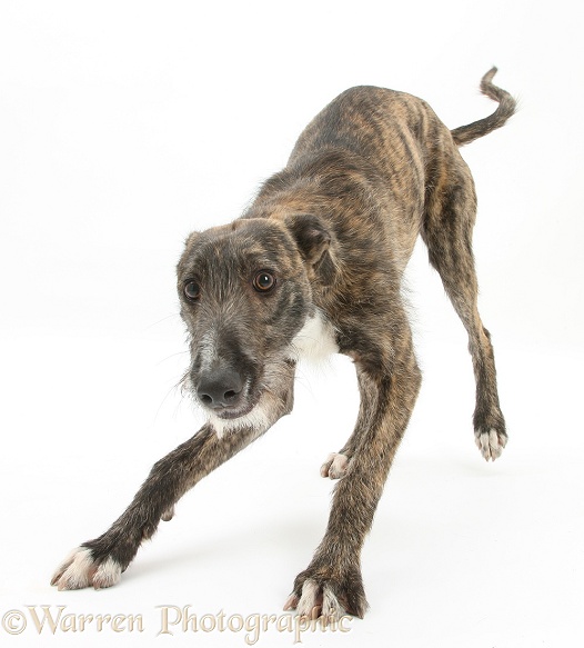 Brindle Lurcher dog, Kite, in play-bow, white background