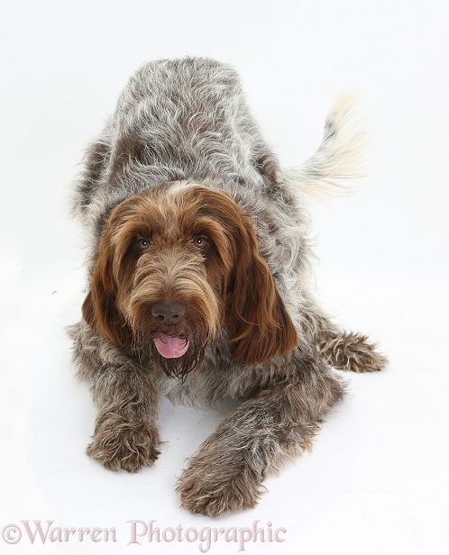 Playful brown Roan Italian Spinone dog, Riley, in play-bow, white background
