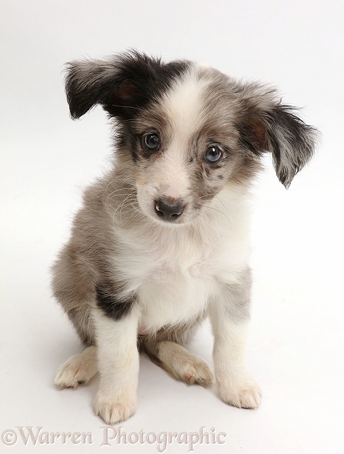 Mini American Shepherd puppy, white background