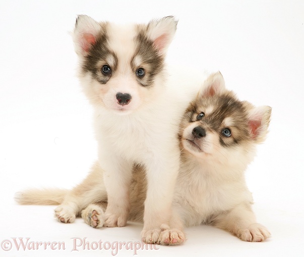 Two Utonagan puppies, white background
