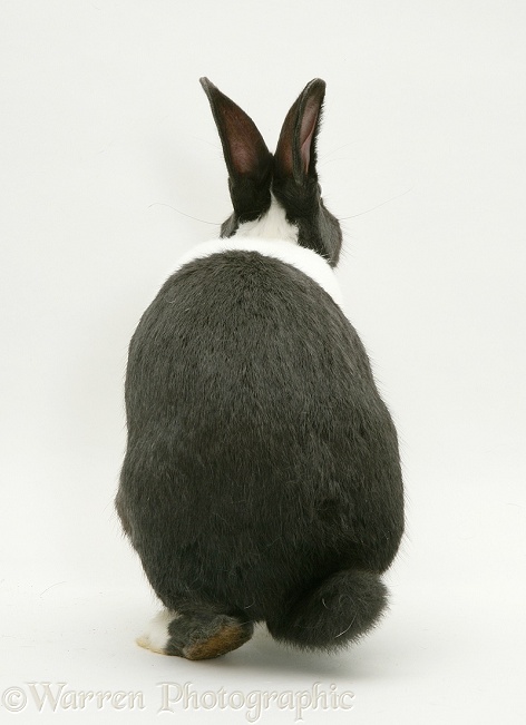 Black Dutch rabbit from behind, white background