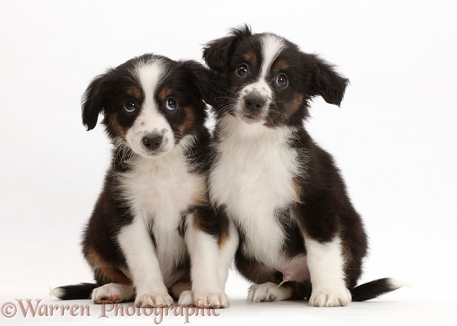 Two Mini American Shepherd puppies, white background