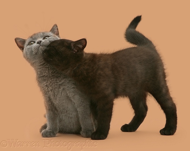 British Shorthair black kitten, Panther, 7 weeks old, rubbing against his blue brother, Taz , white background