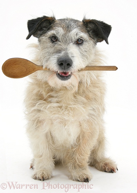 Patterdale x Jack Russell Terrier, Jorge, with wooden spoon in his mouth, white background