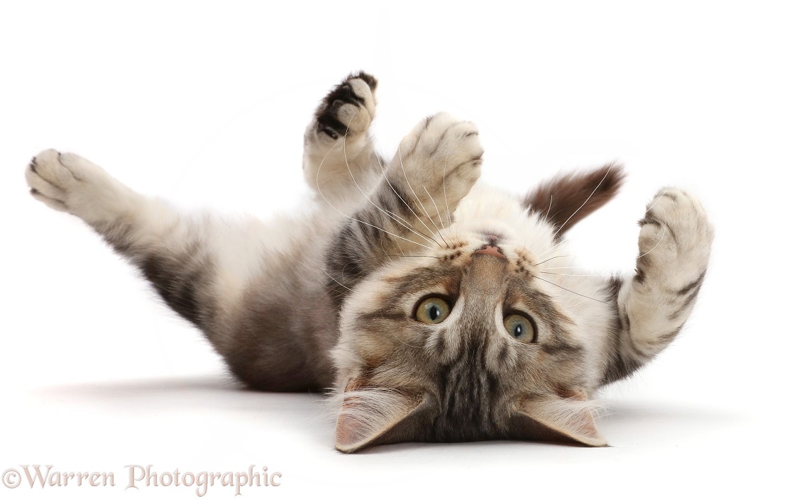 Silver tabby kitten, Loki, 3 months old, lying on his back, white background