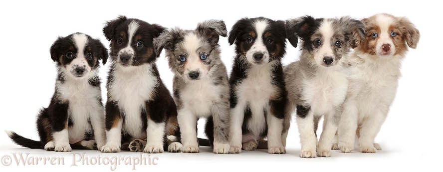 Six Mini American Shepherd puppies sitting in a row, white background