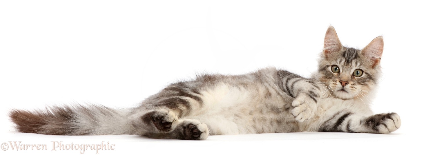 Silver tabby kitten, Loki, 3 months old, lying on his side and relaxing, white background